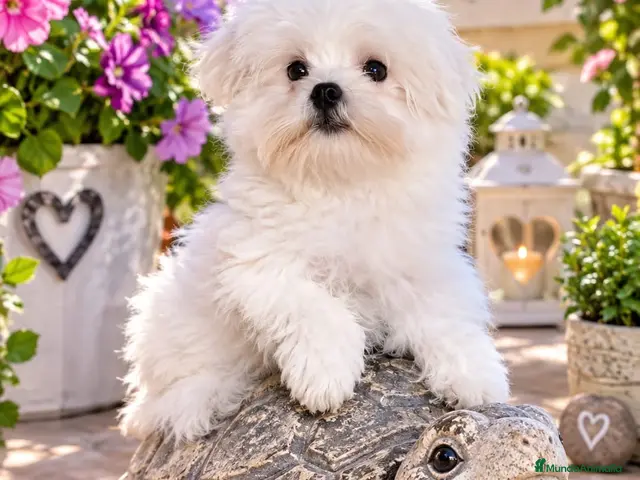 Bichón Maltés perros Precioso bichón maltés - Anuncio 12