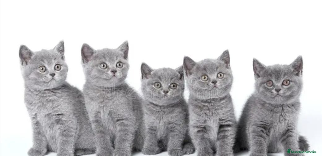 Británico de Pelo Corto gatos British shorthair - Anuncio 3