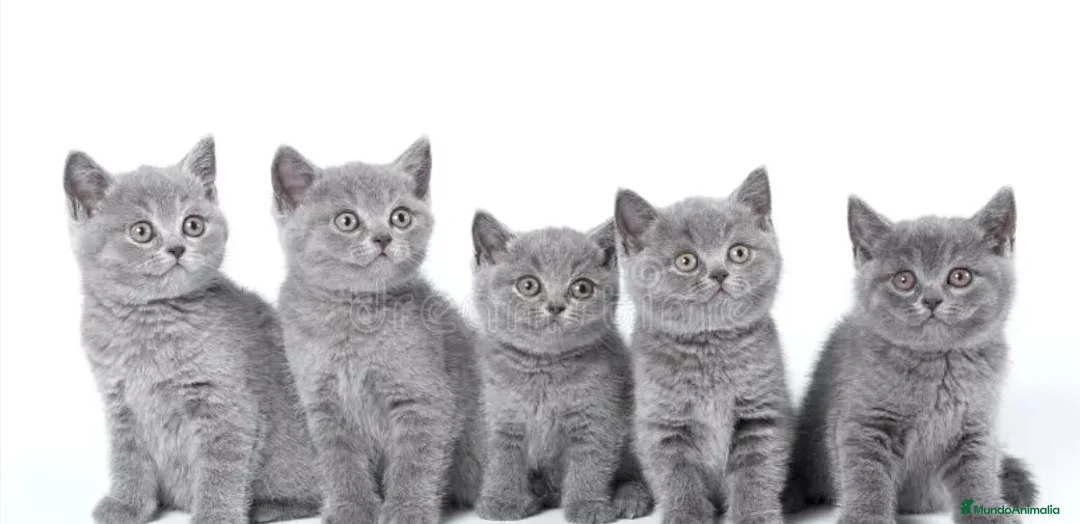 Británico de Pelo Corto gatos en venta: British shorthair - Anuncio 1