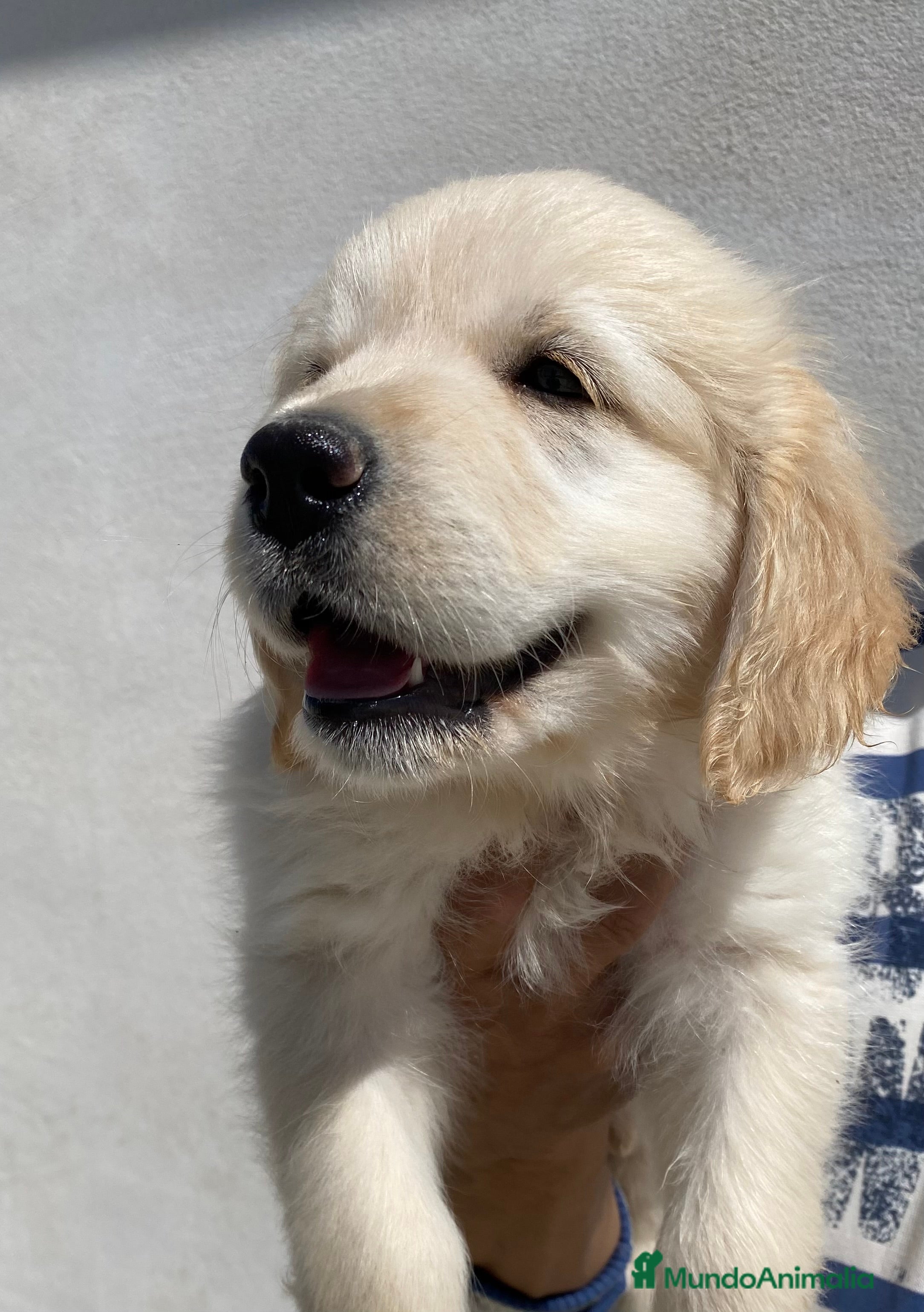 Golden Retriever perros Golden retriever  en Madrid - Anuncio 2