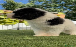 Perro de Agua Español perros en venta: PERRO DE AGUA MACHO - Imagen 4