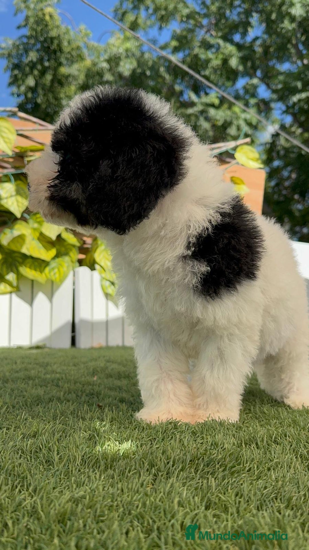 Perro de Agua Español perros en venta: PERRO DE AGUA MACHO - Imagen 4