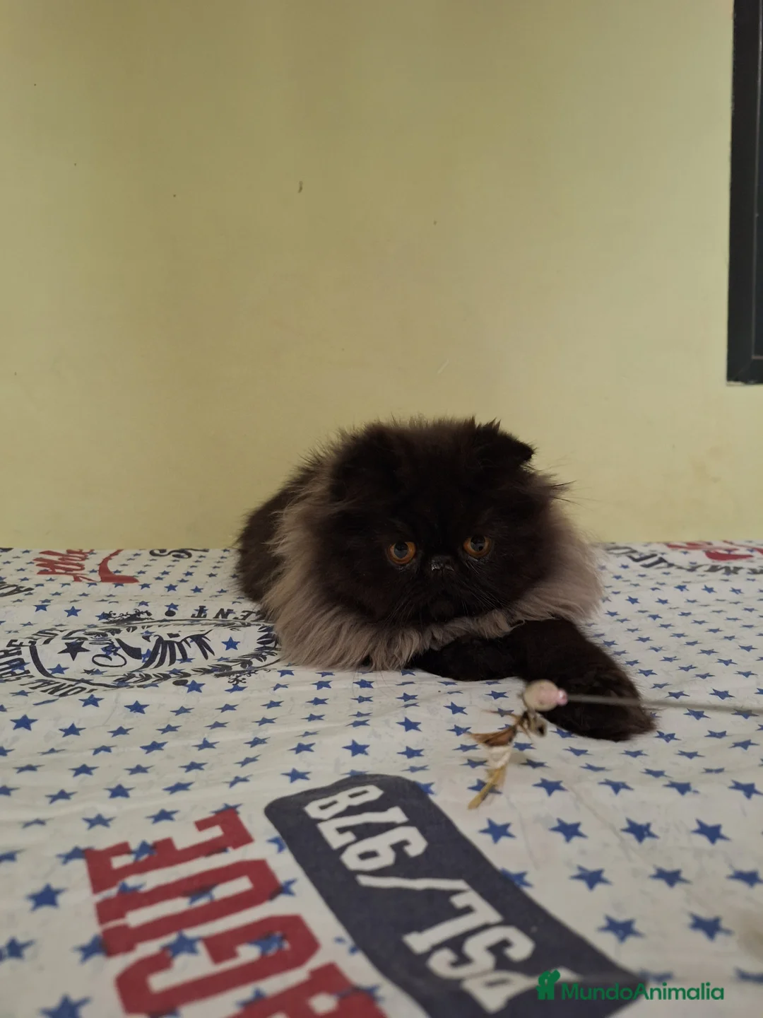 Persa gatos en venta: Gc ch  ich - Anuncio 6