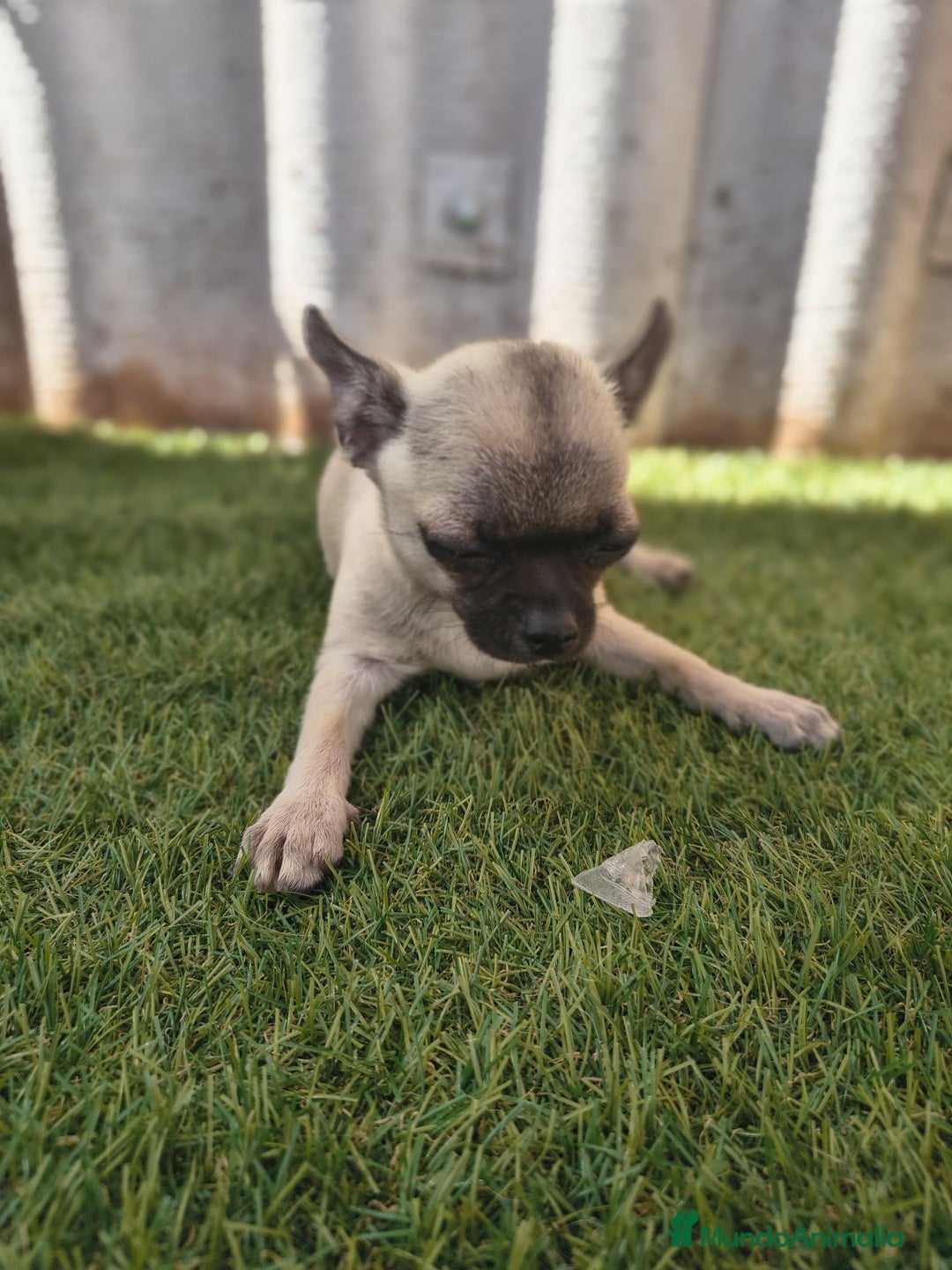 Chihuahua perros en venta: Chihuahua toy Cabeza manzana - Imagen 5