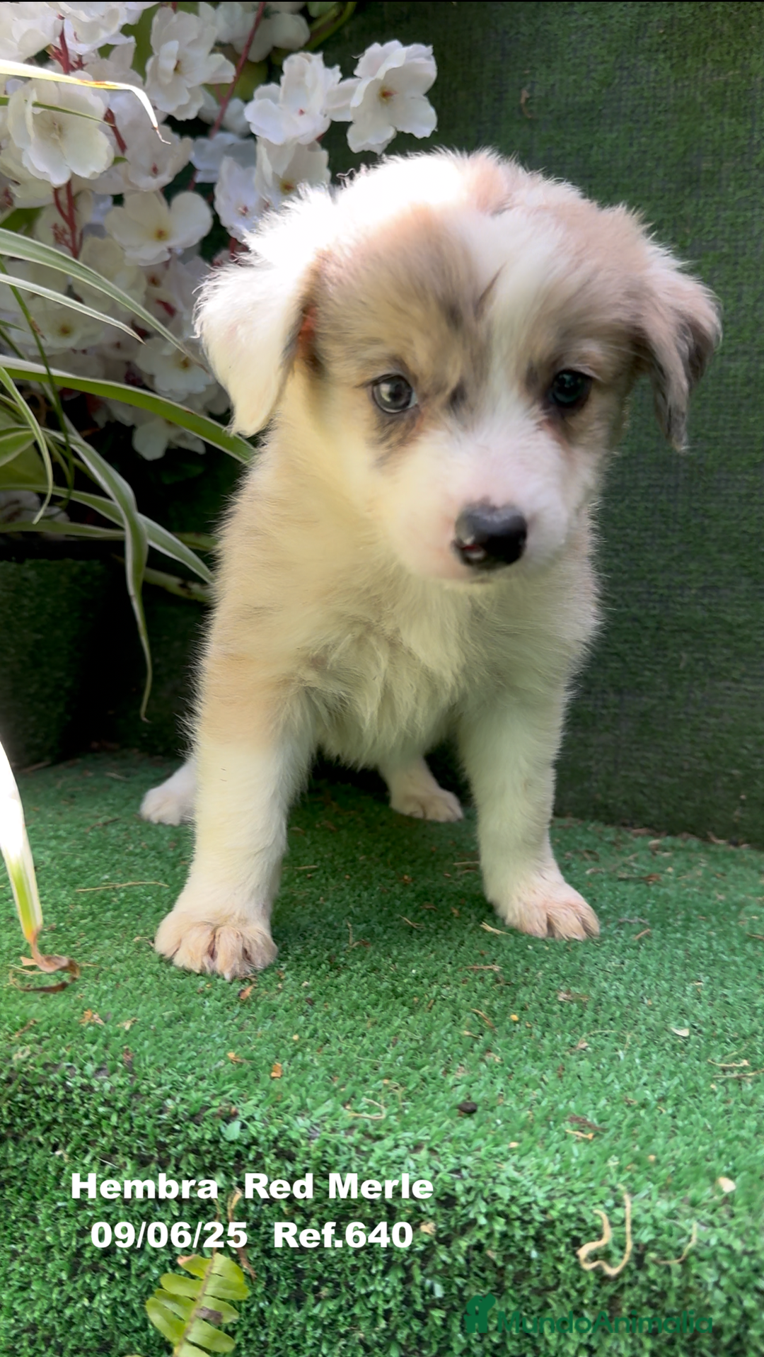 Border Collie perros en venta: Border Collie hembra red Merle - Imagen 9
