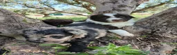 Otras razas perros en venta: AUSTRALIAN WATER DOG - Anuncio 9