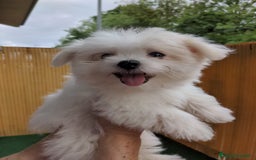 Bichón Maltés perros en venta: Camada de bichón maltés - Imagen 24