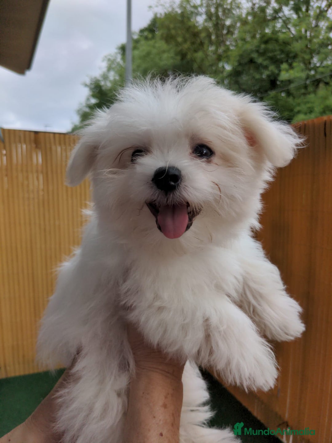 Bichón Maltés perros en venta: Camada de bichón maltés - Imagen 24