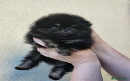 Pomerania perros en venta: Cachorros de calidad  - Imagen 2