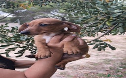 Teckel Miniatura perros en venta: Teckel macho 💙 - Imagen 5