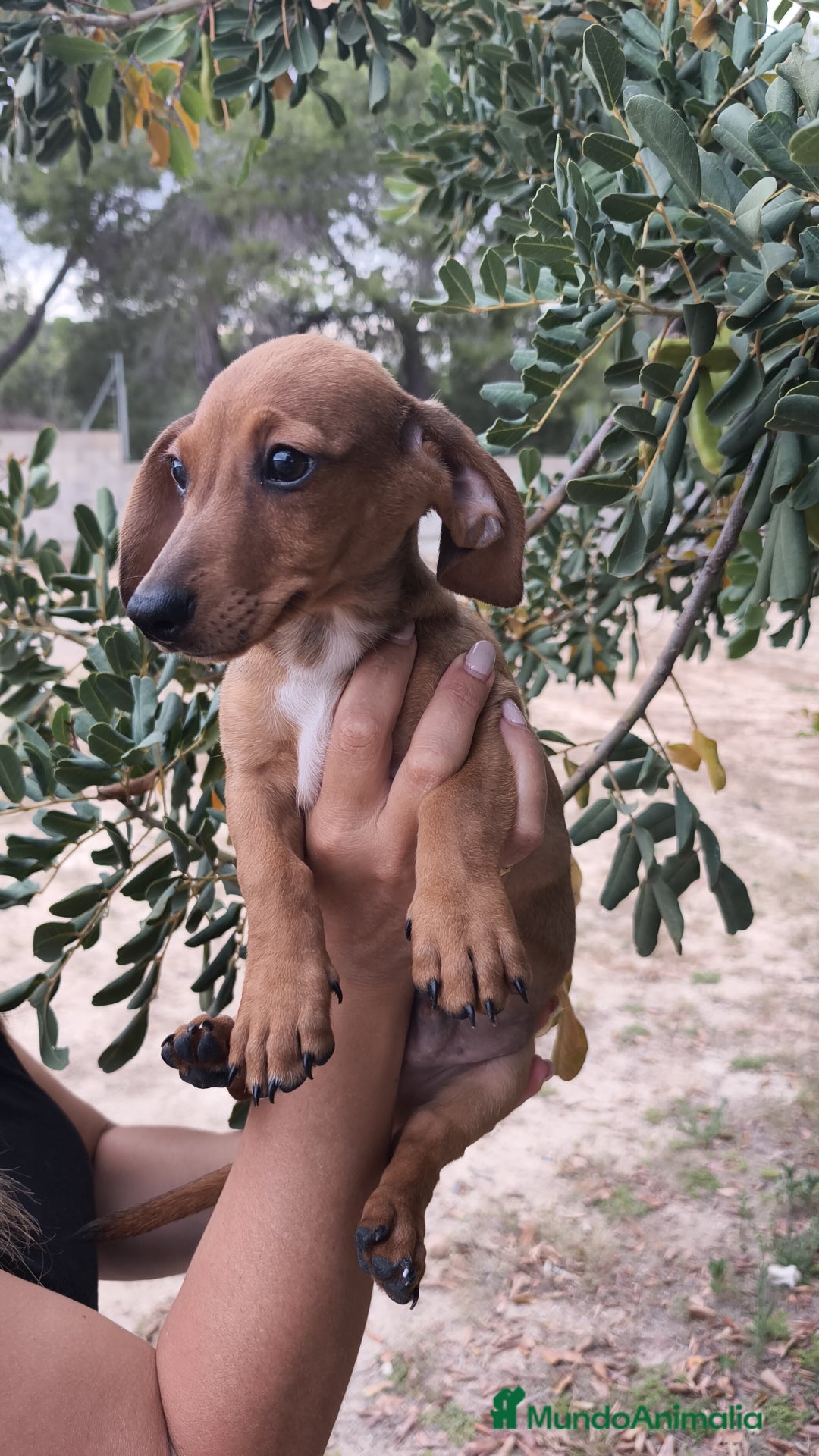 Teckel Miniatura perros en venta: Teckel macho 💙 - Imagen 5