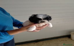 Shih Tzu perros en venta: Cachorritos de shih tzu  - Imagen 3