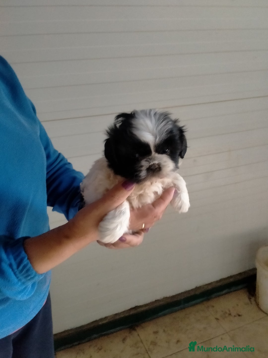 Shih Tzu perros en venta: Cachorritos de shih tzu  - Imagen 3