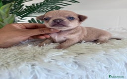 Chihuahua perros en venta: CHIHUAHUA MACHO-OJOS AZULES - Imagen 6