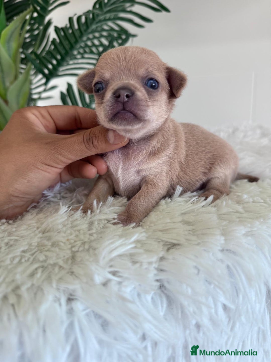 Chihuahua perros en venta: CHIHUAHUA MACHO-OJOS AZULES - Imagen 6