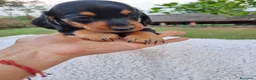 Teckel Miniatura perros en venta: TECKEL MINI ( ENVIO A TODA ESPAÑA )  - Anuncio 2