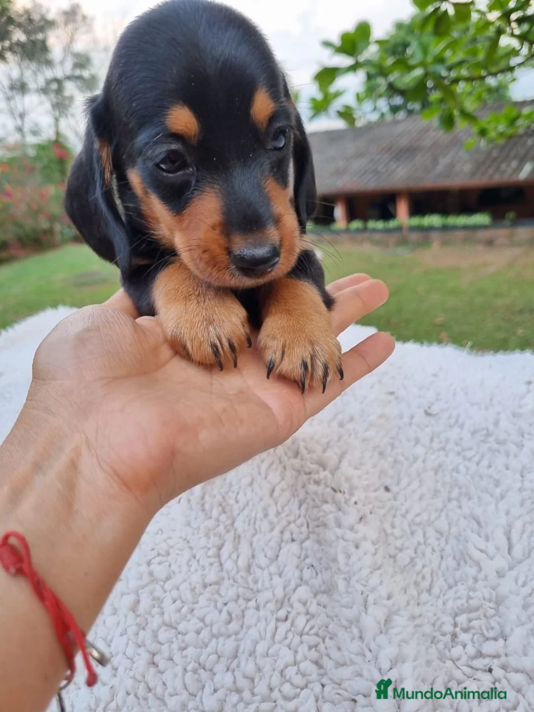 Teckel Miniatura perros en venta: TECKEL MINI ( ENVIO A TODA ESPAÑA )  - Anuncio 2