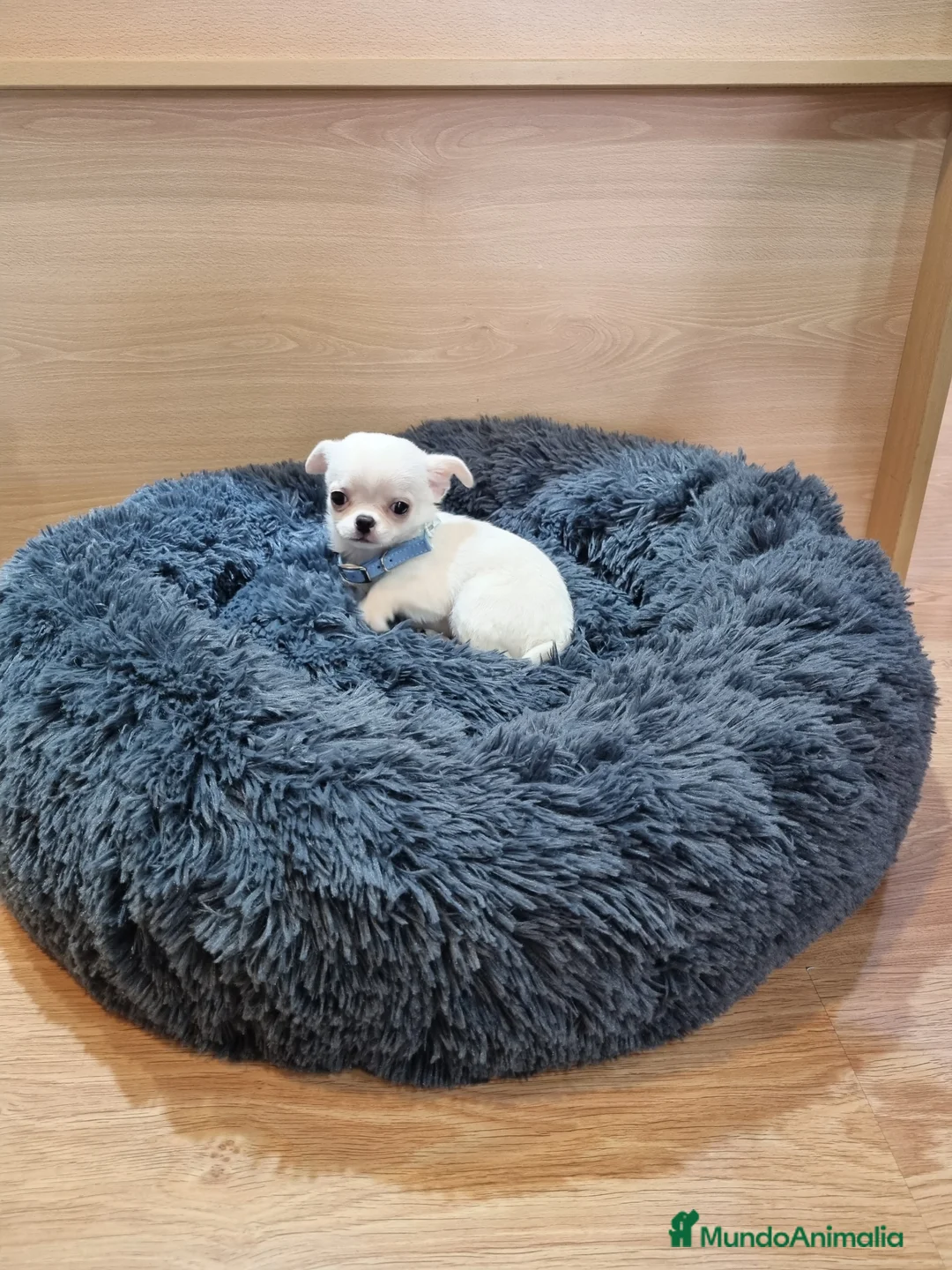 Chihuahua perros en venta: Chihuahua precioso en Barcelona - Anuncio 3