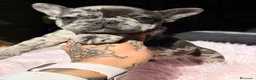 Bulldog Francés perros en venta: BULLDOF FRANCÉS HEMBRA MERLE - Anuncio 2