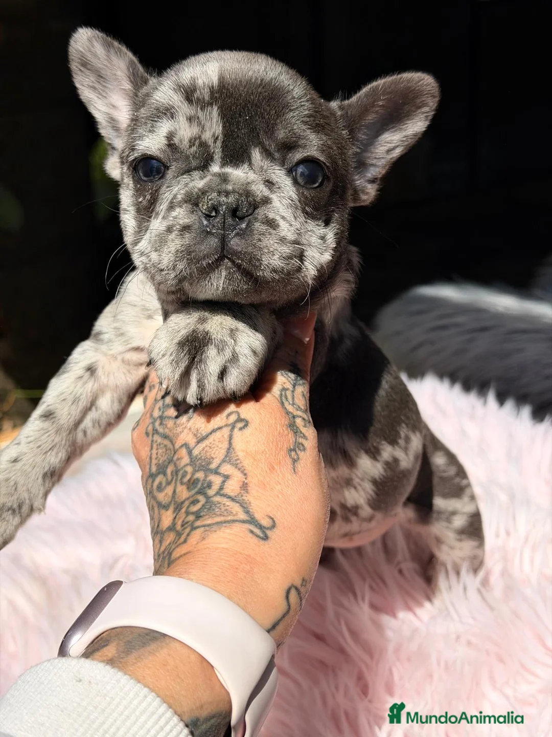 Bulldog Francés perros en venta: BULLDOF FRANCÉS HEMBRA MERLE - Anuncio 2