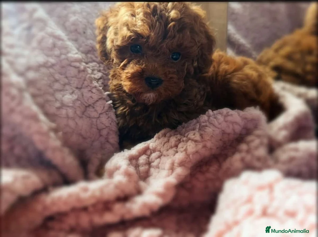 Caniche Toy perros en venta: Últimos cachorritos de caniche - Anuncio 1