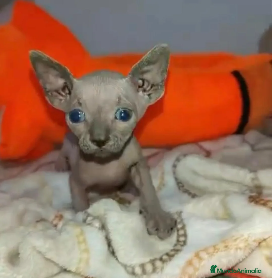 Sphynx gatos en venta: Macho Sphynx seal point - Anuncio 1