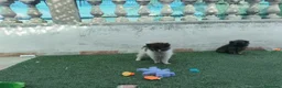 Pomerania perros en venta: Cachorros Pomeranian - Anuncio 8