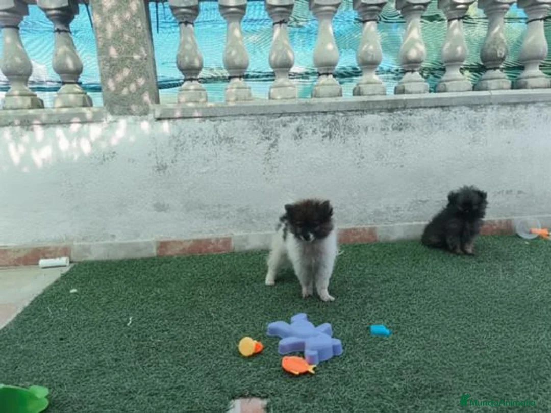 Pomerania perros en venta: Cachorros Pomeranian - Anuncio 8