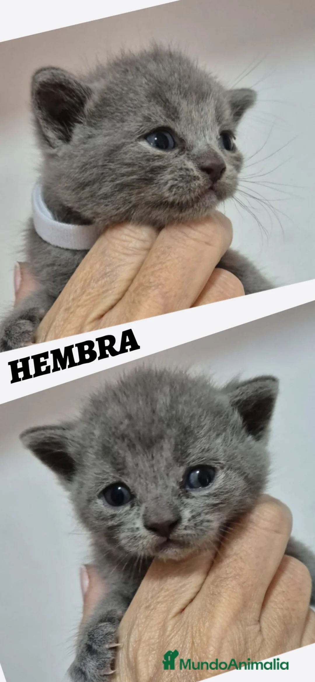 Británico de Pelo Corto gatos en venta: Gatos Brithish shorthair  - Anuncio 6