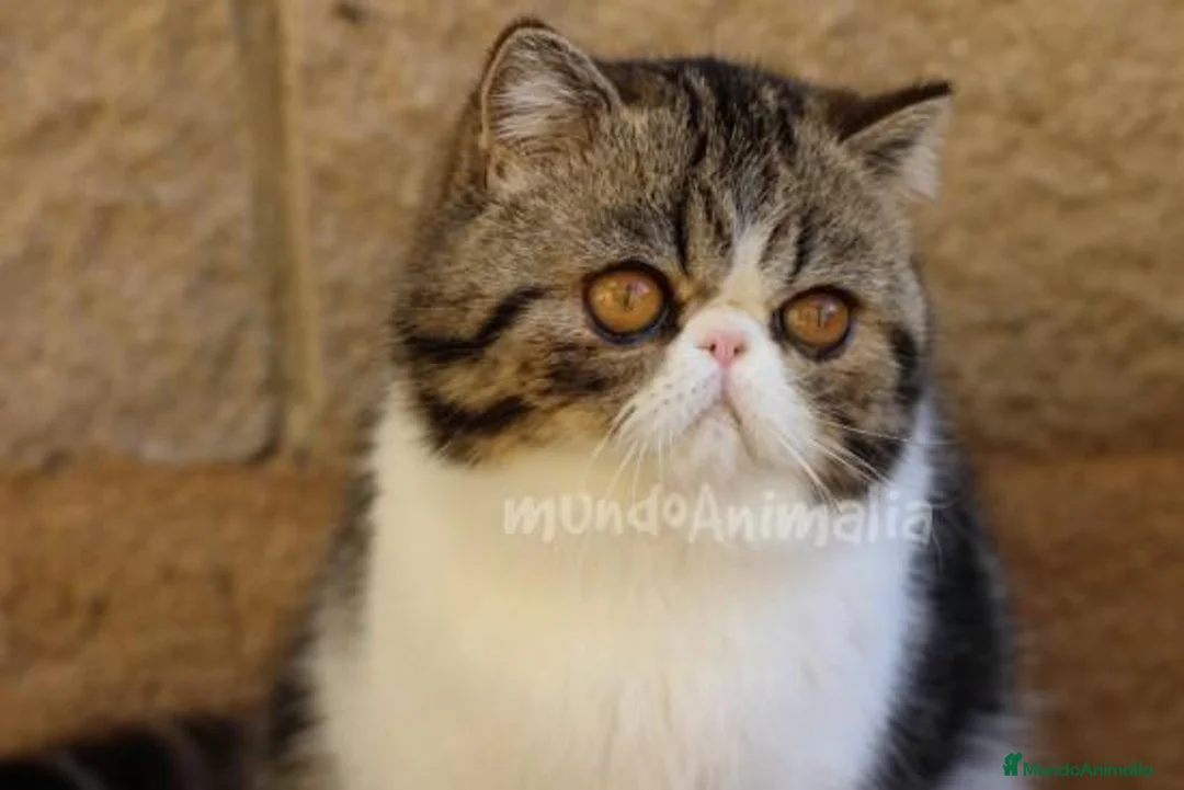 Imagen de galería {{count}}