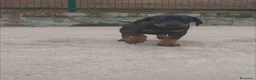 Dobermann perros en venta: Doberman  - Anuncio 2