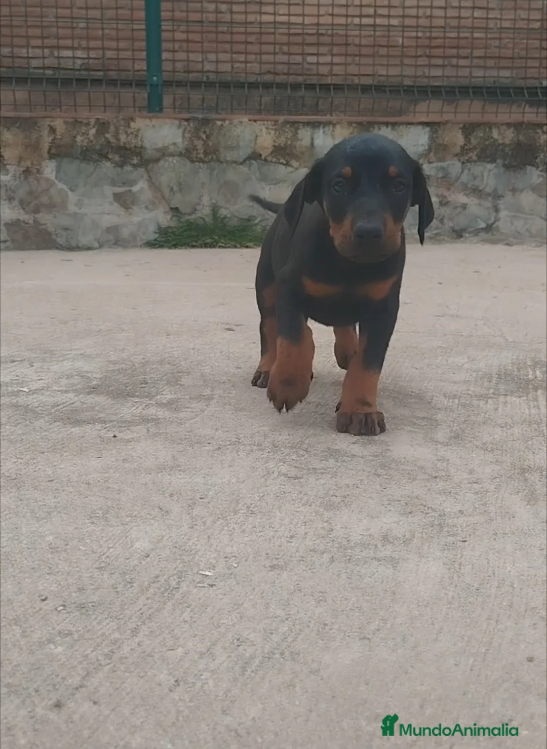Dobermann perros en venta: Doberman  - Anuncio 2