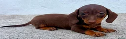 Teckel Miniatura perros en venta: Teckel chocolate kaninchen  - Anuncio 3