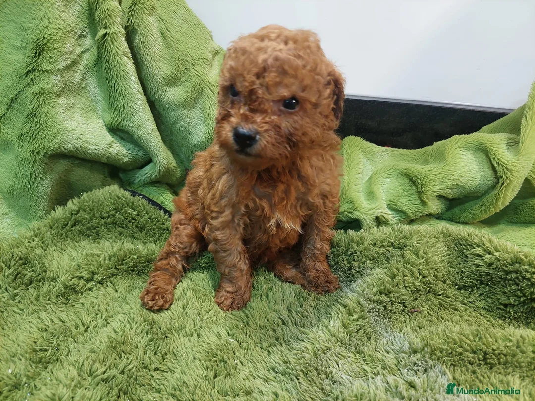 Caniche Toy perros en venta: CANICHE TOY HEMBRA EXCLUSIVA  - Anuncio 2