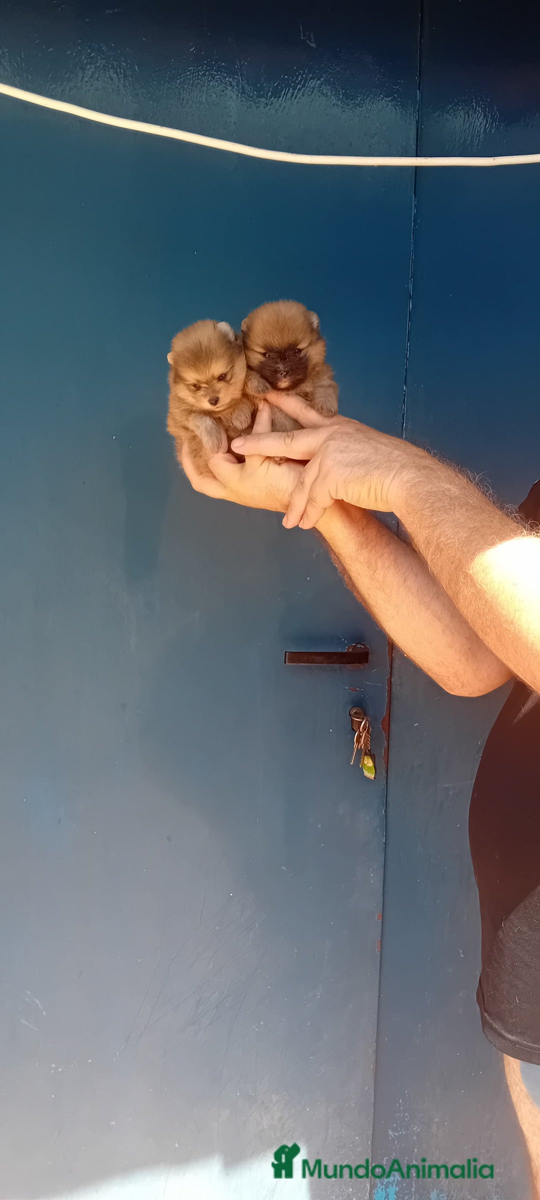 Pomerania perros en venta: ⚜️ Pomerania ositos Boo 🐾⚜️ - Imagen 11