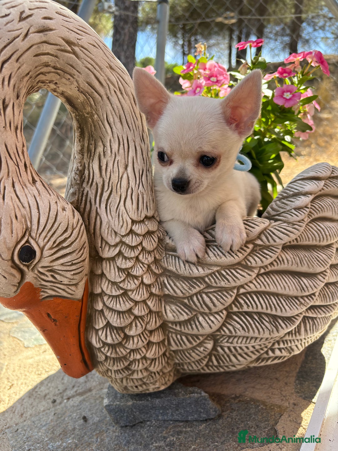 Chihuahua perros en venta: Chihuahua alta selección en chihuahua - Imagen 2