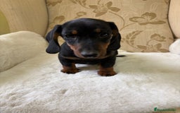 Teckel Miniatura perros en venta: Teckel miniatura varios colores  - Imagen 2