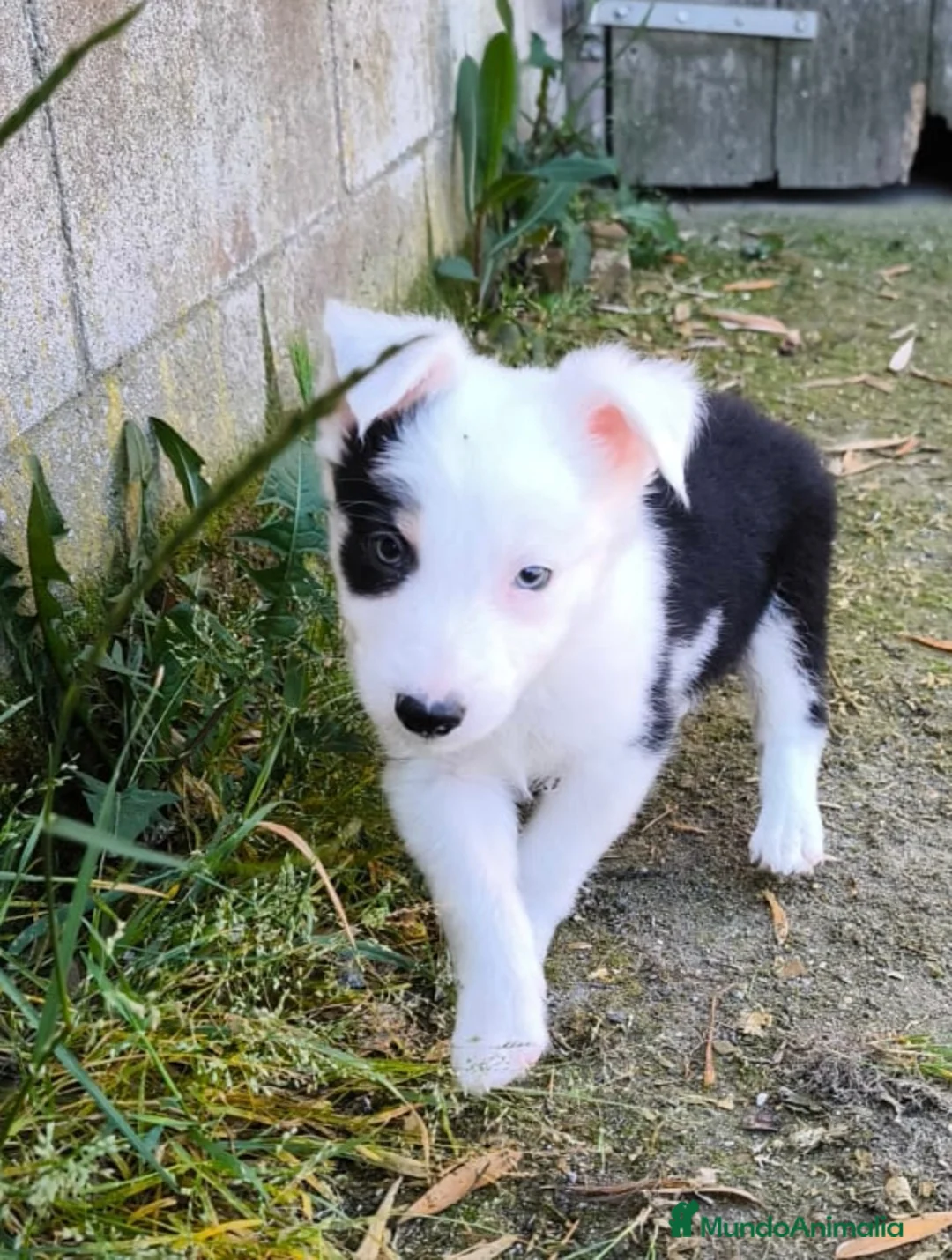 Border Collie perros en venta: Cachorros border collie varios colores! - Anuncio 2
