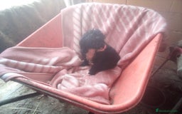 Perro de Agua Español perros en venta: Cachorro PDAE - Imagen 2