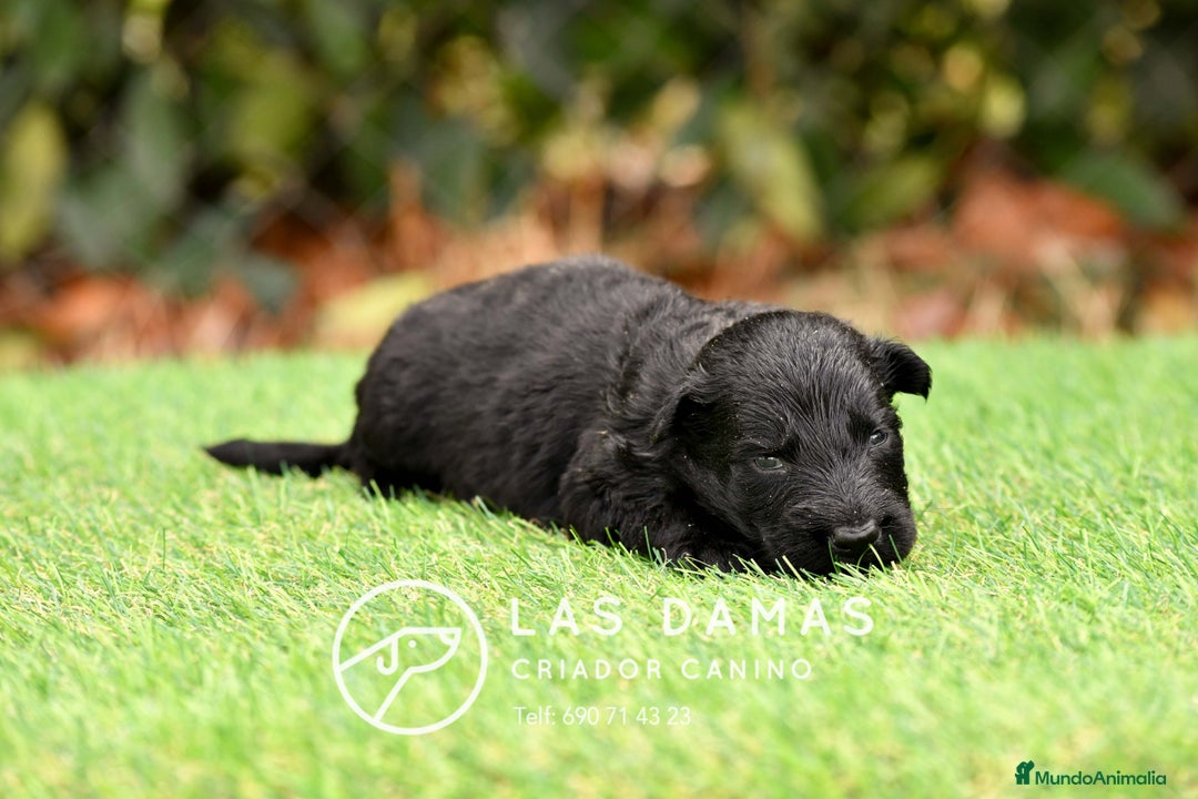 Pastor Alemán perros en venta: Pastor alemán pelo largo color negro disponibles. - Imagen 3