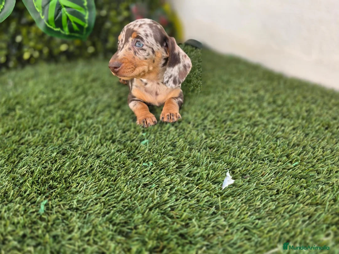 Teckel Miniatura perros en venta: TECKEL MINIATURA & KANNINCHEN ARLEQUIN - Anuncio 4