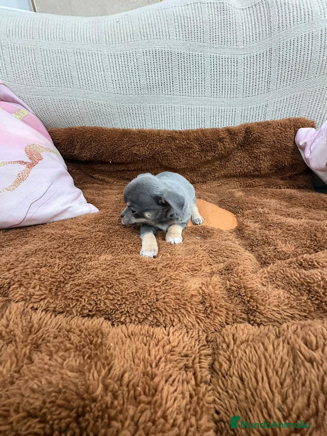 Chihuahua perros en venta: Impresionante Chihuahua blue - Anuncio 2