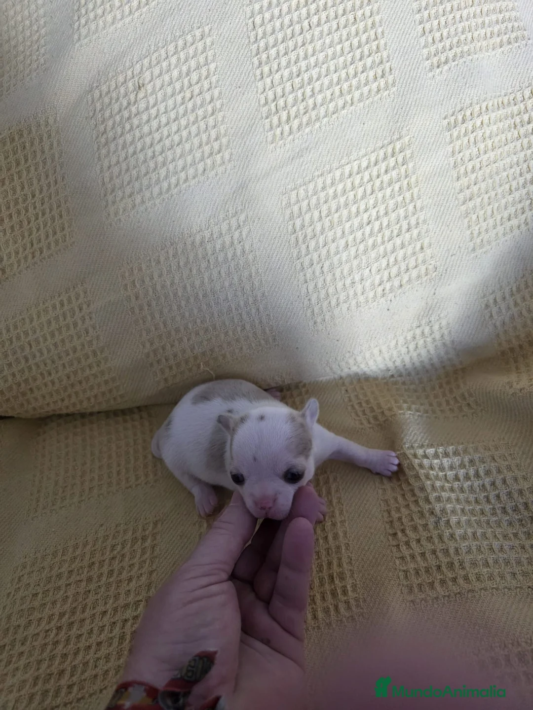 Chihuahua perros en venta: Hembra de chihuahua  - Anuncio 4