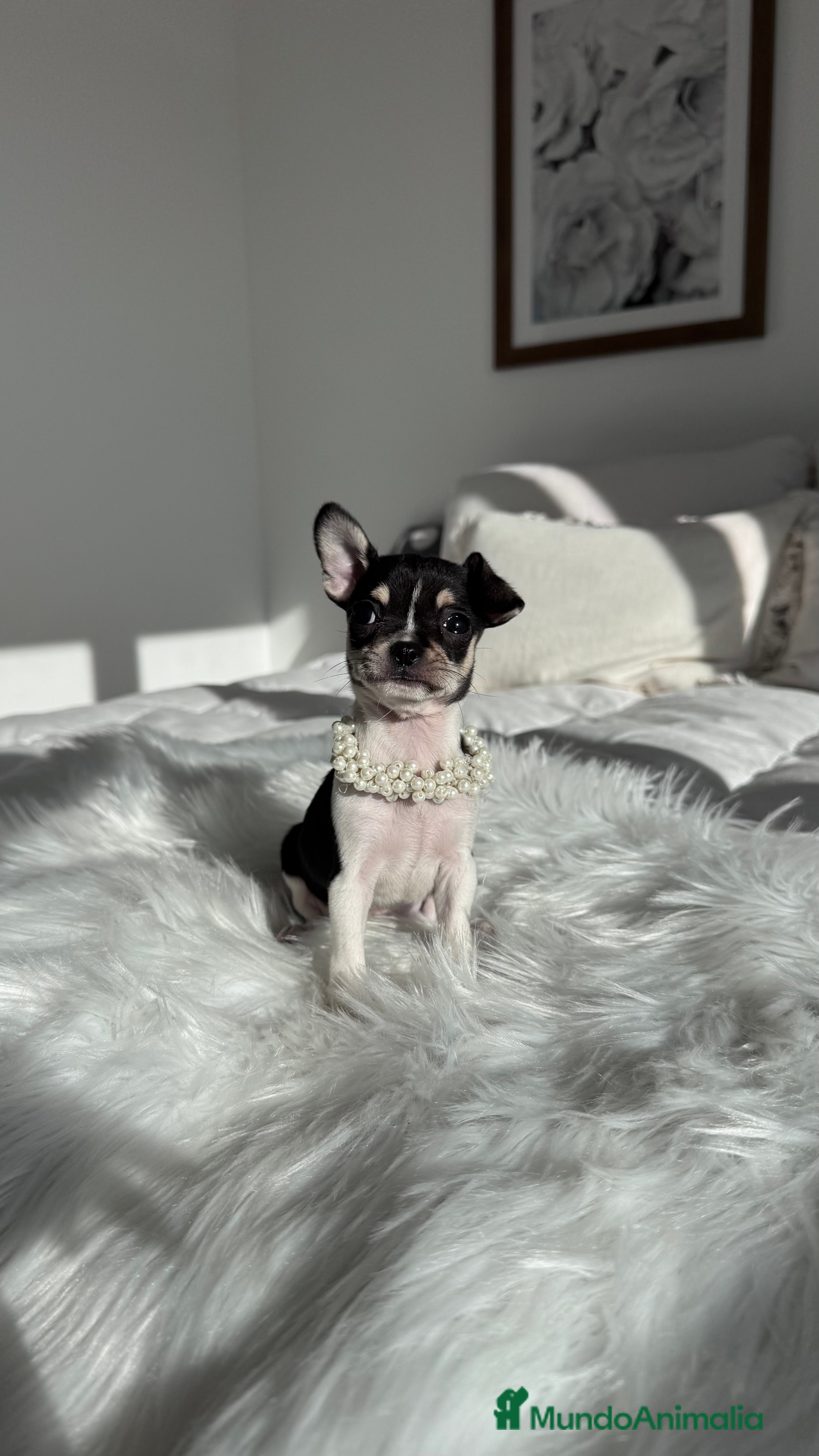 Chihuahua perros Chihuahua hembra - Anuncio 1