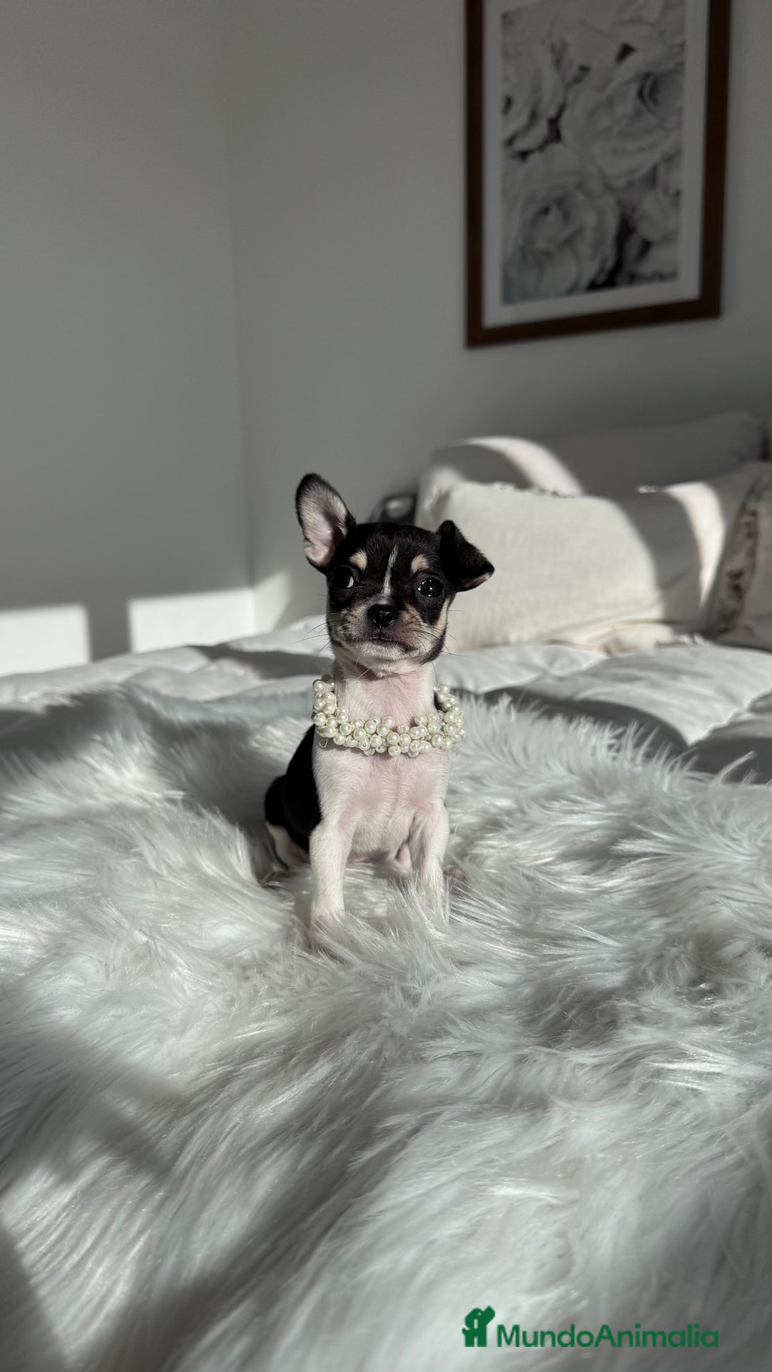 Chihuahua perros en venta: Chihuahua hembra - Anuncio 1
