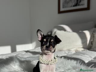 Chihuahua perros Chihuahua hembra - Anuncio 14