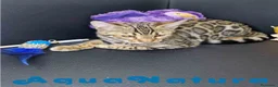 Bengalí gatos en venta: Bengali Hembra 1730 AQUANATURA - Anuncio 9