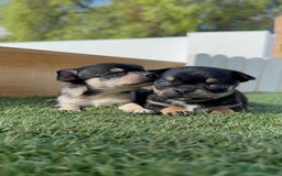 Chihuahua perros en venta: CHIHUAHUA-OJOS AZULES - Imagen 11