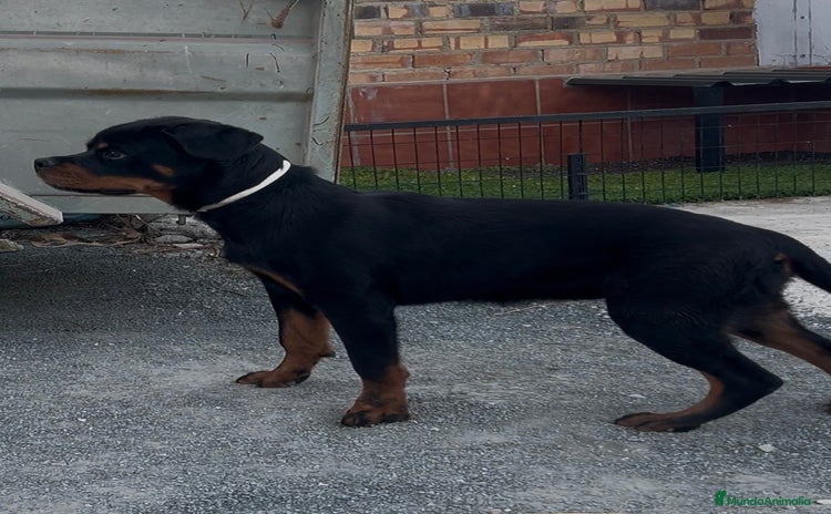 Rottweiler perros - Anuncio 1