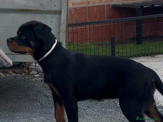 Rottweiler perros - Anuncio 28